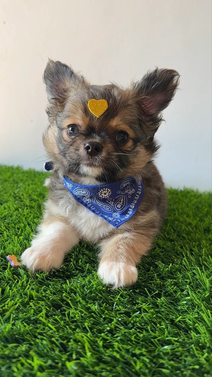 Chihuahua  - Foto 2
