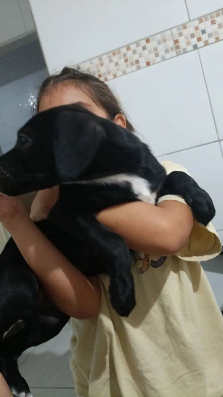 Cachorra fêmea 