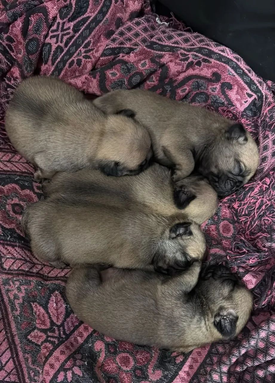 Filhotes de Pug  - Foto 5