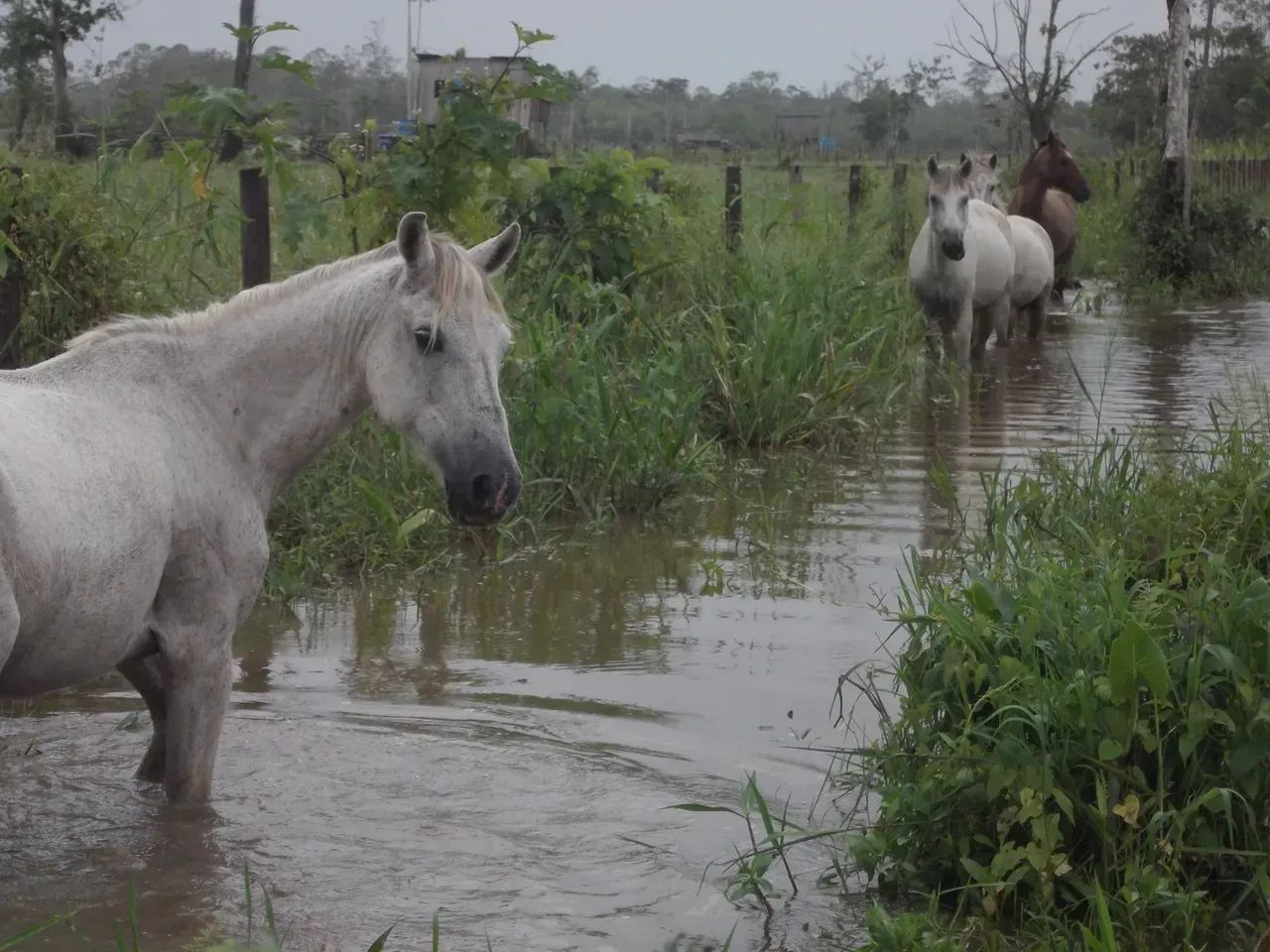 Fazenda a venda no - Pracuúba - AP - Foto 5