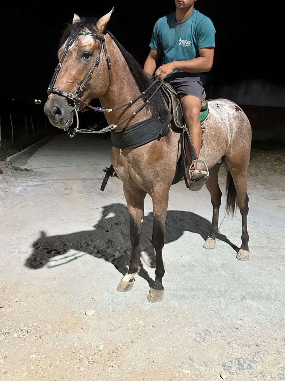 Potro  - Foto 5