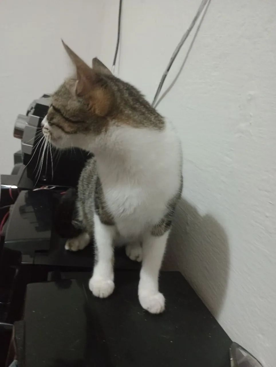 Adoção Responsável  - Foto 3