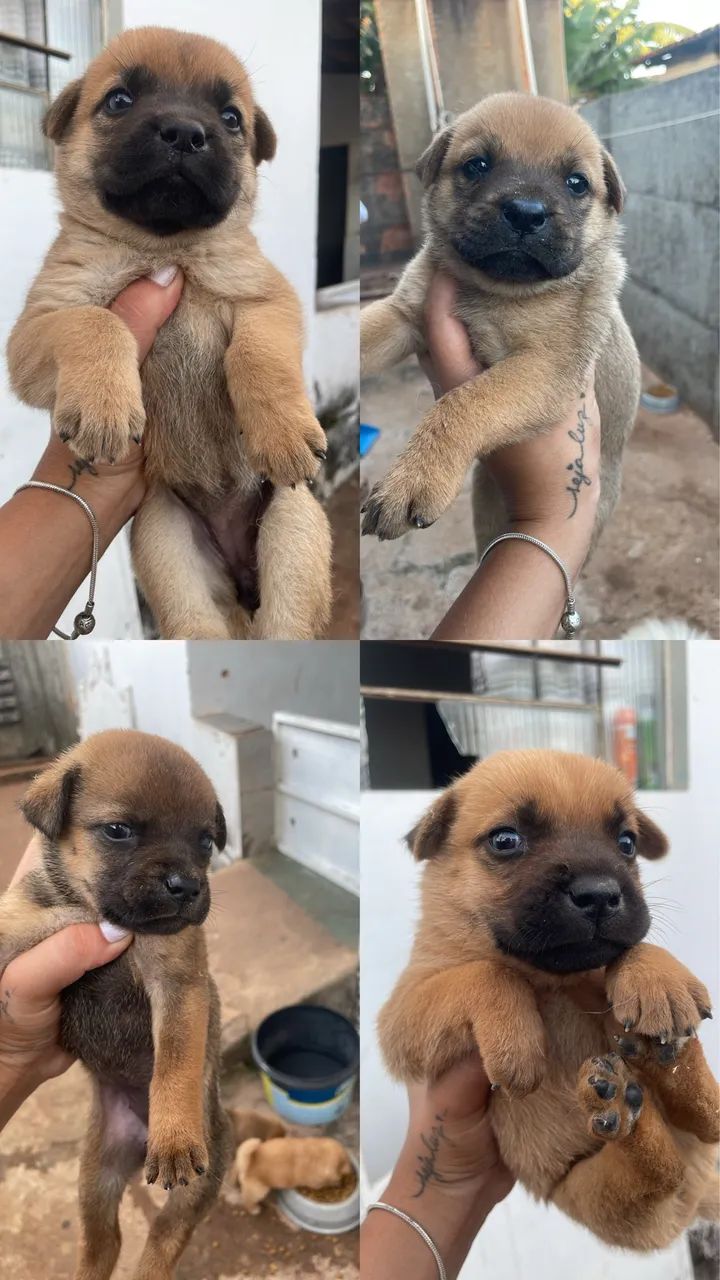 Doação filhotes de Chow chow  - Foto 2