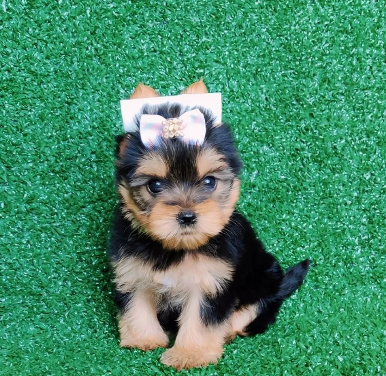 Bebês yorkshire terrier micro com pedigree!