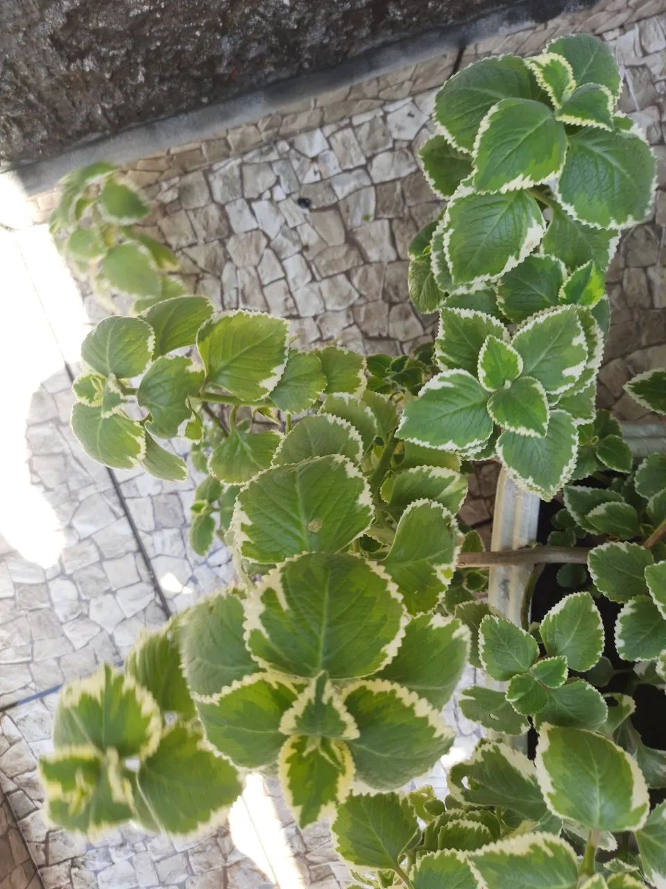 Vaso de Plantas - Foto 4