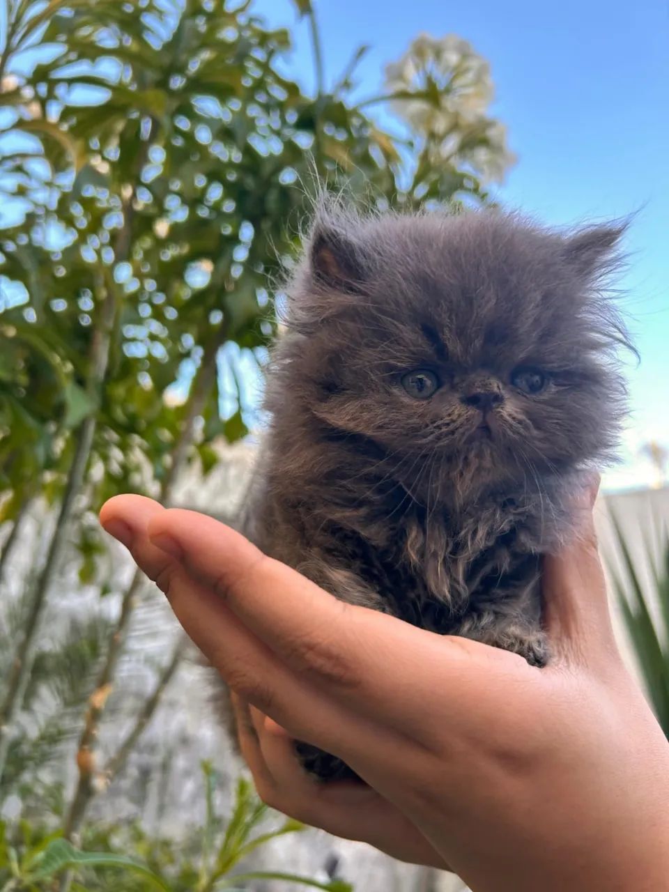 Gato Persa
