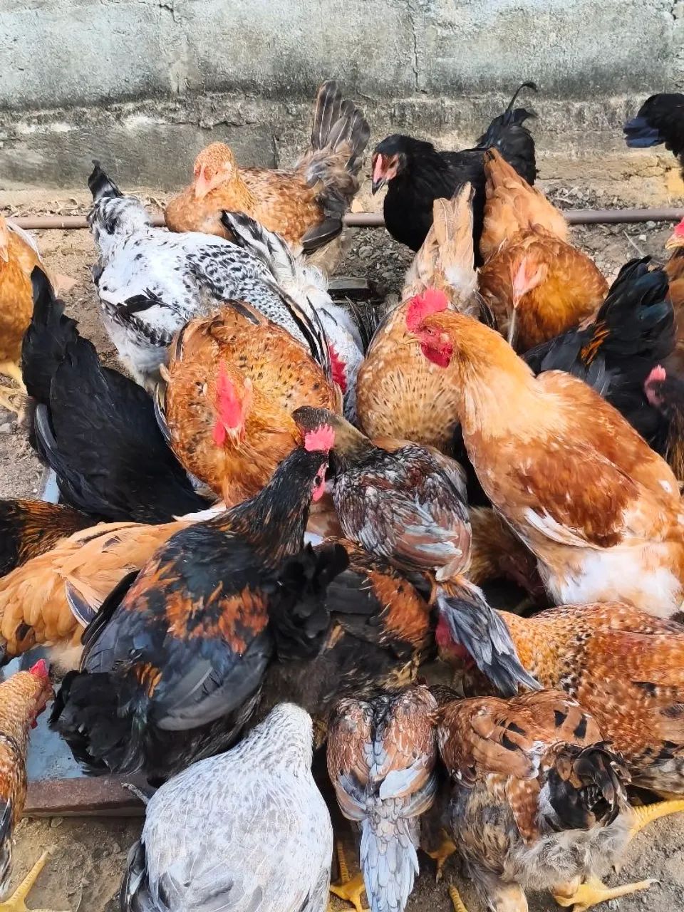 Frango e Franga Caipira  -  Prontos para Abate ou Postura, pesando em média 3kg - Foto 6
