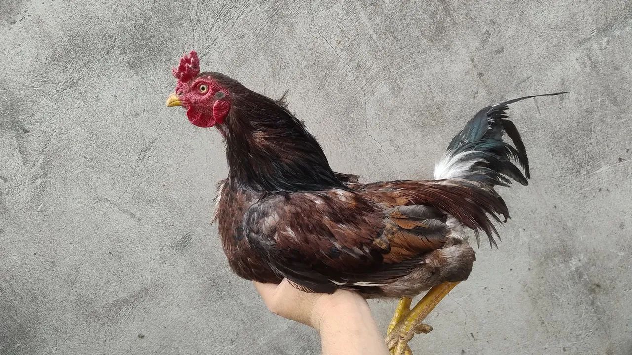 Frango caipira  - Foto 2