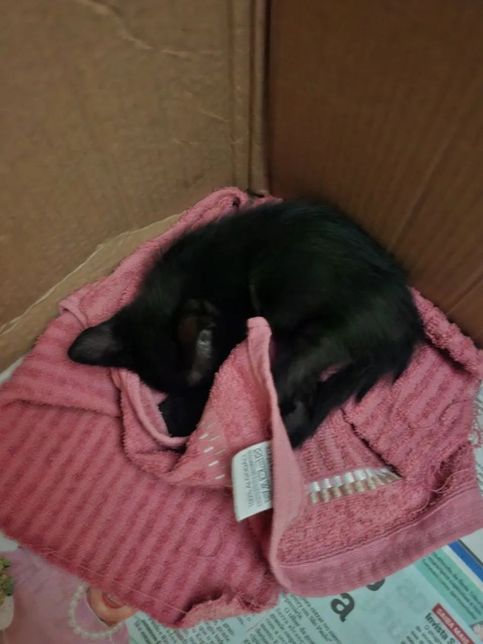 Doação responsável de gatinha - Foto 2