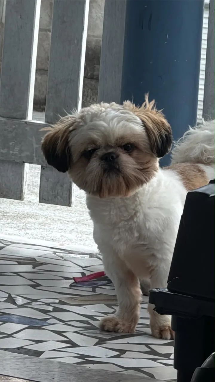 Doação Shih Tzu - Foto 2