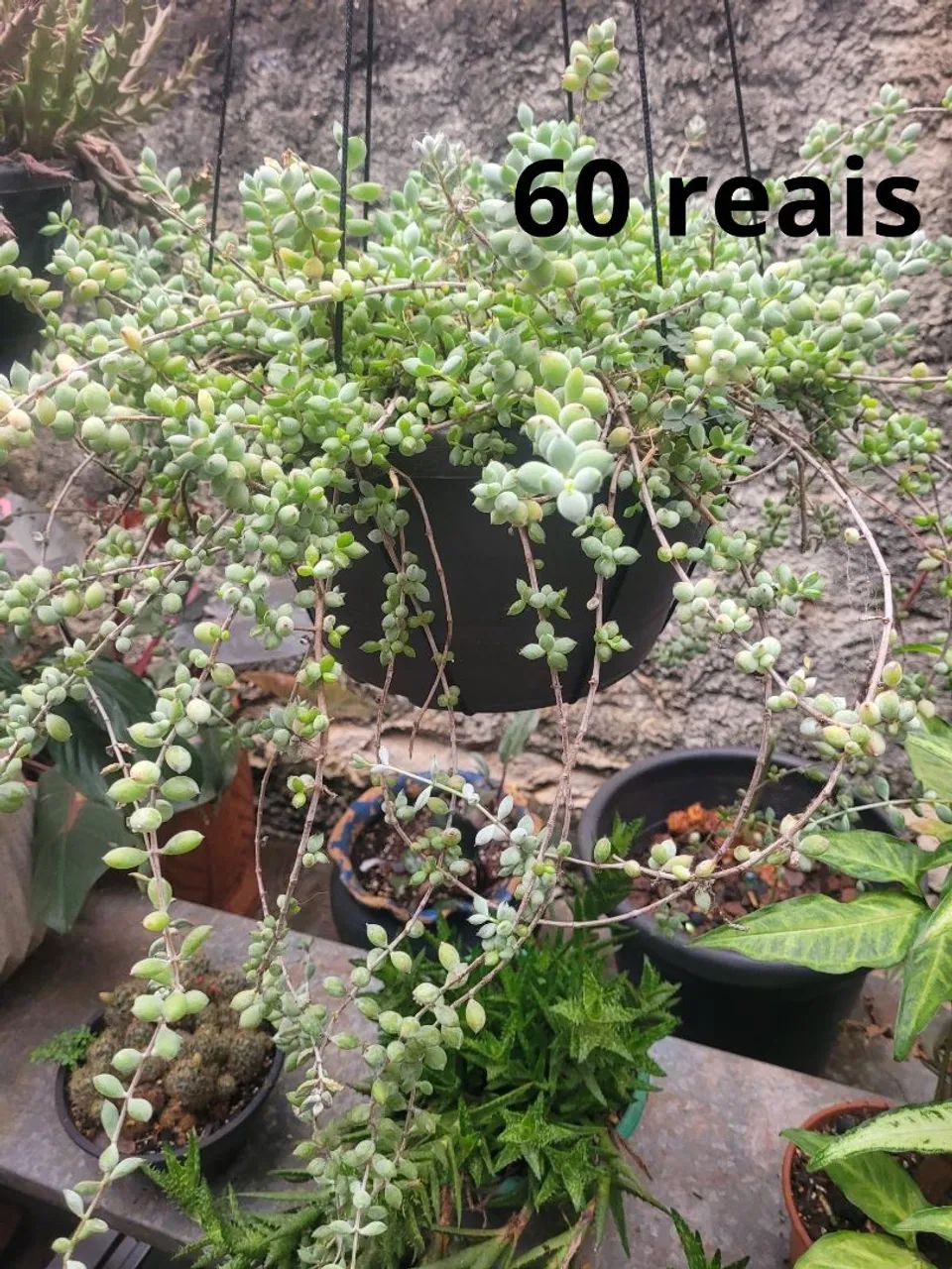 Vasos de plantas  - Foto 4