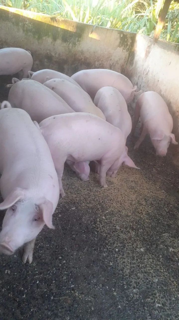 9 Porcos  - Foto 2