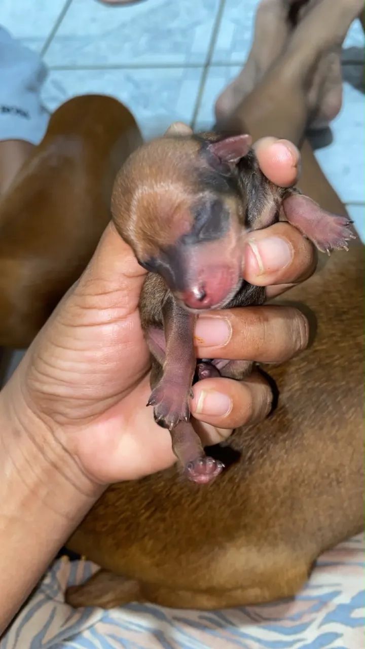 Cachorros pinscher N 1  - Foto 5
