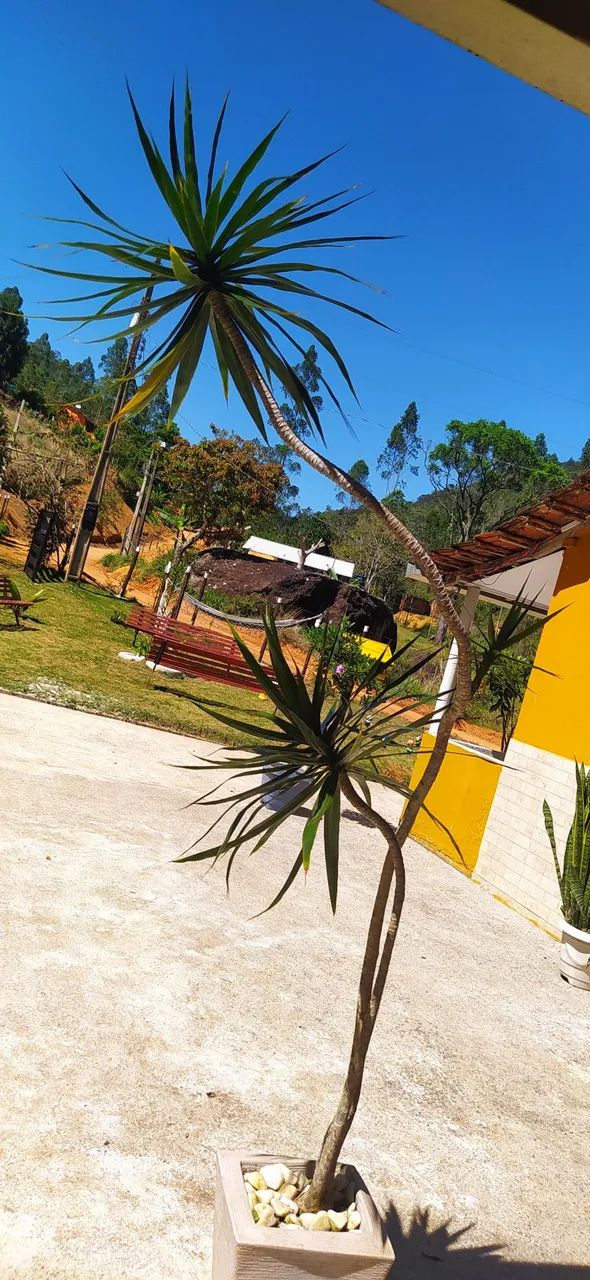 Oportunidade! Chácara - Foto 4