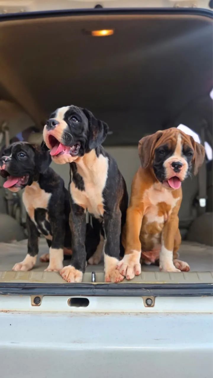Filhotes de Boxer - Foto 4
