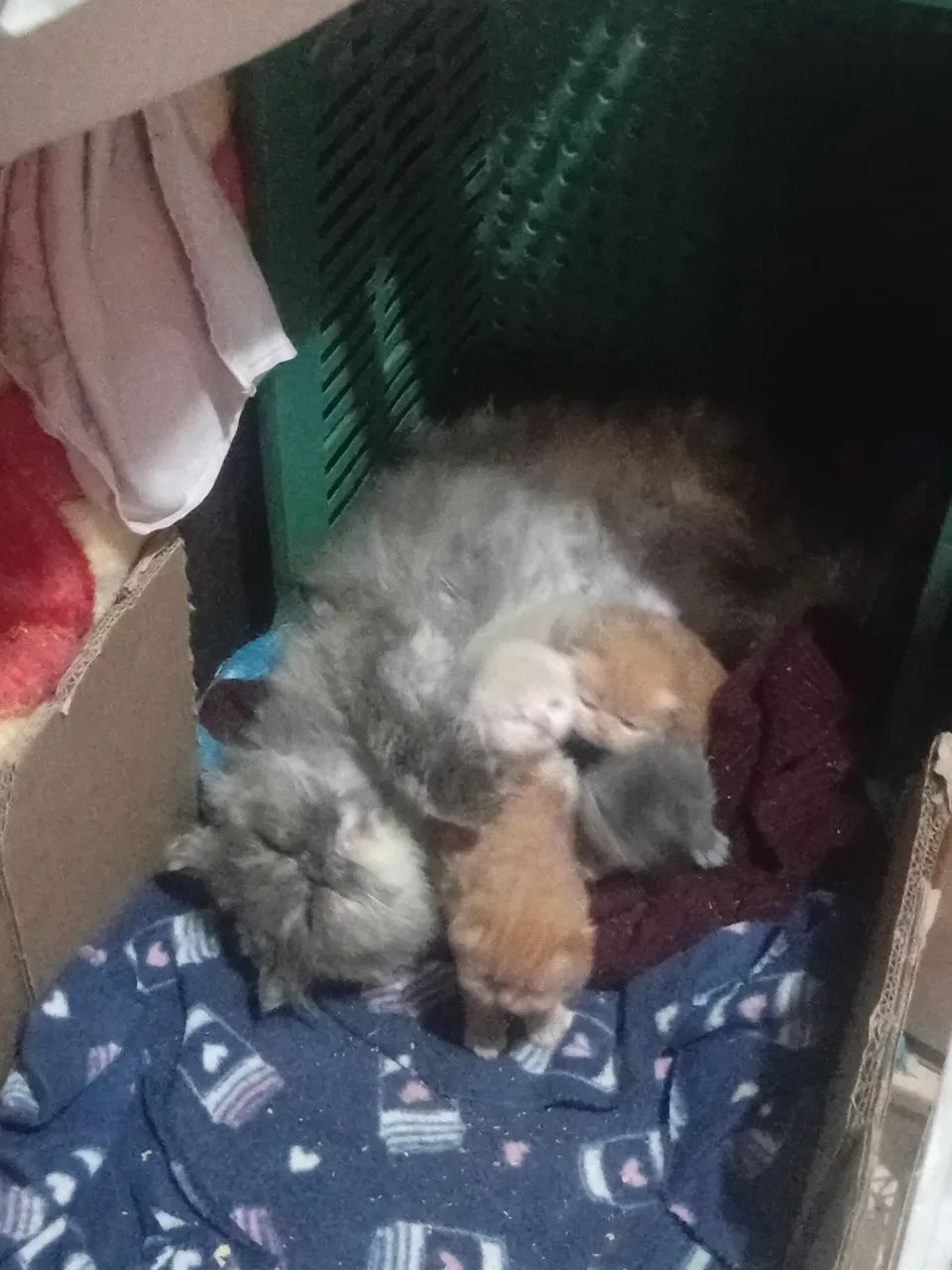 Gato Persa