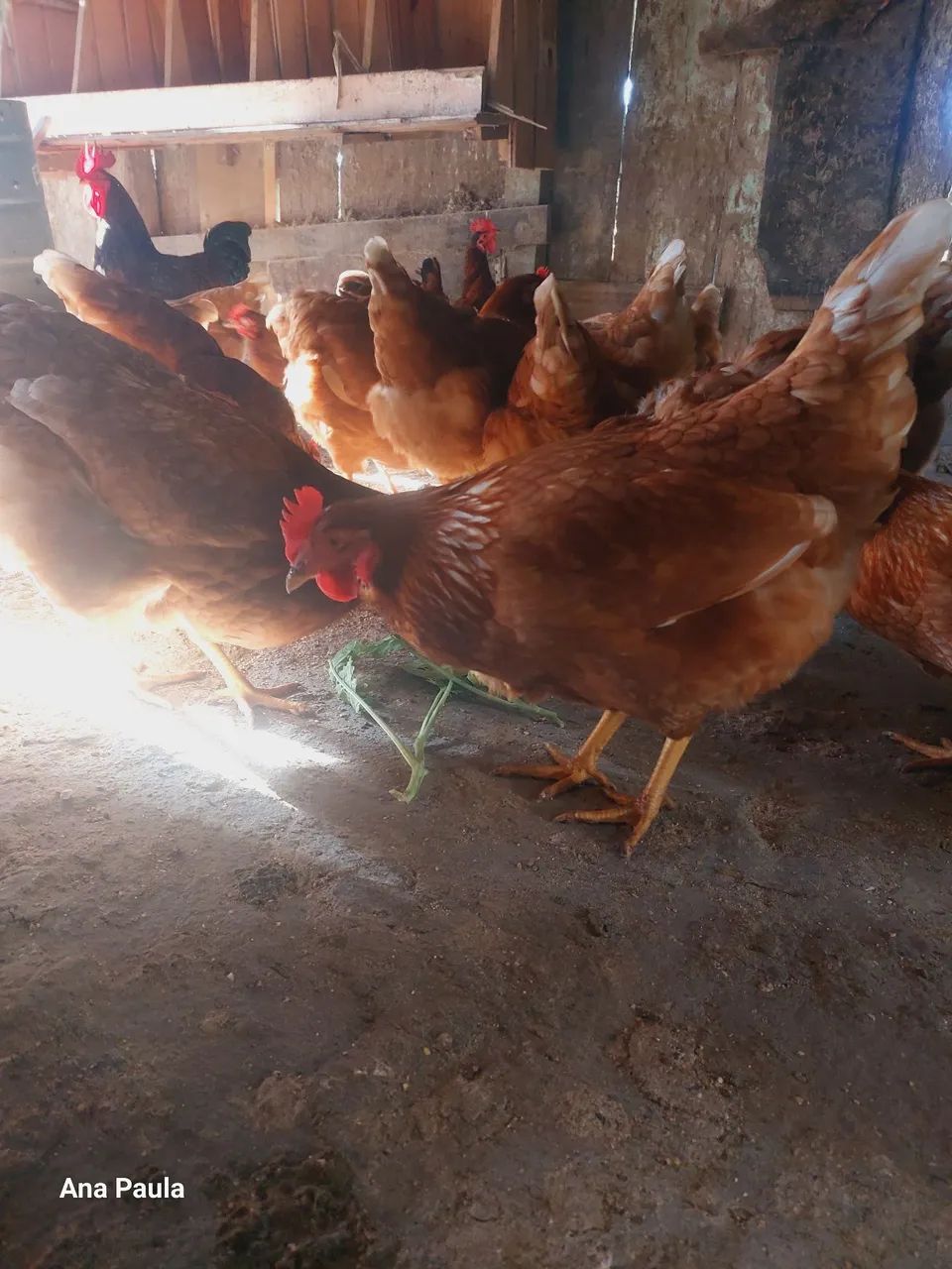 Galinhas Isa Brown  - Foto 3