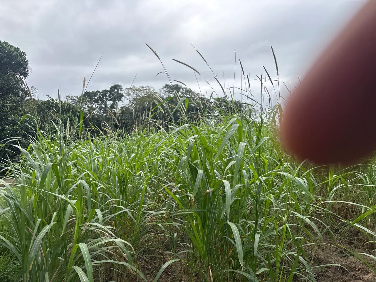 Capineira - Foto 2
