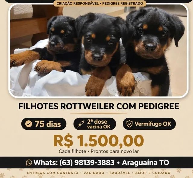 Vendo Filhotes de Rottweiler Com Pedigree 