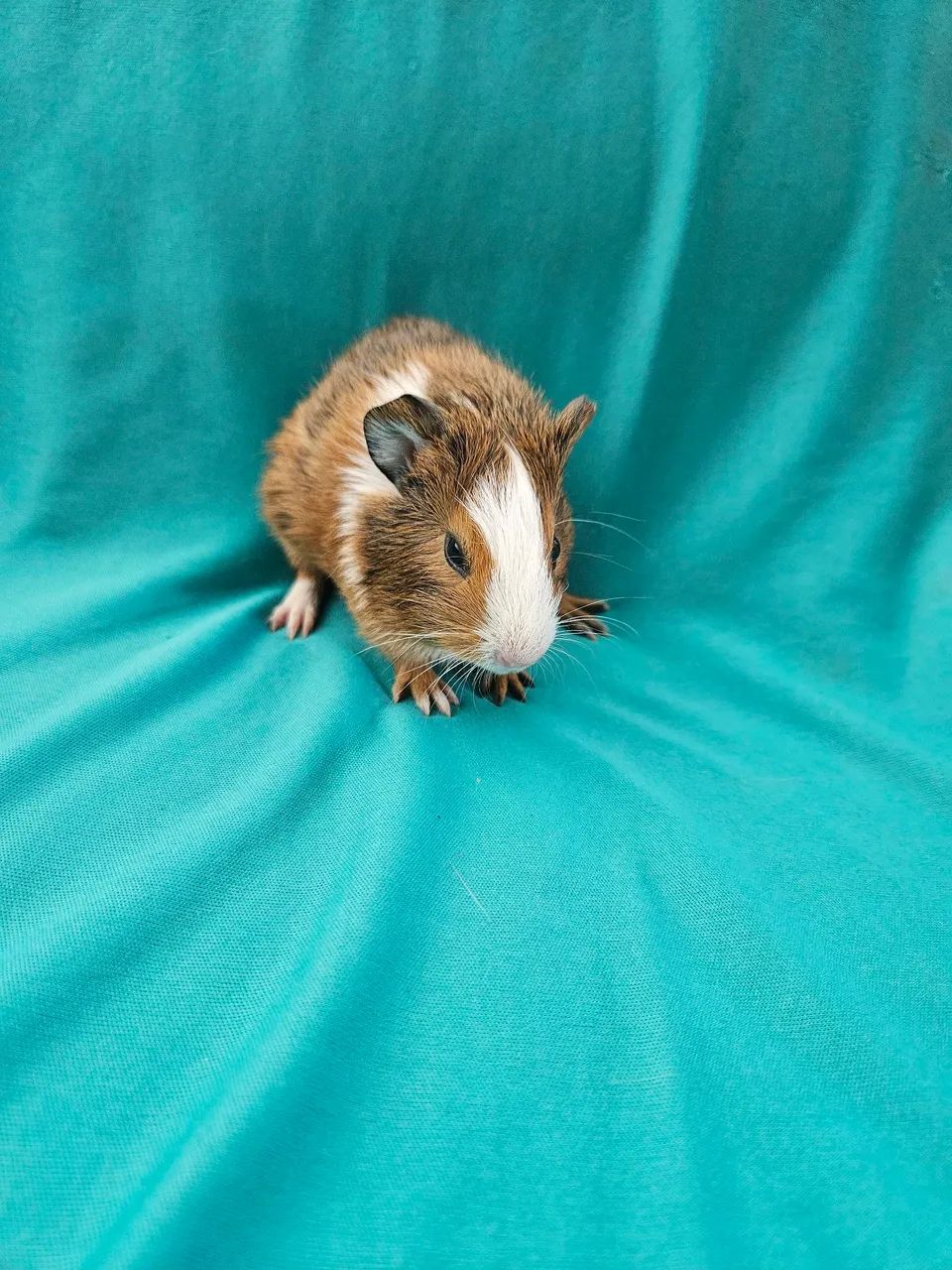 Filhotes de porquinho da índia  - Foto 5