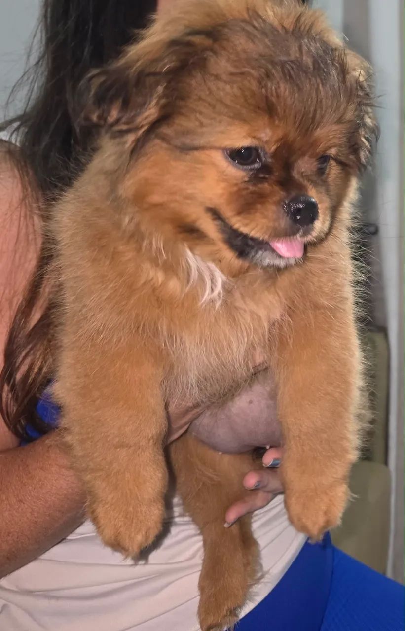 Shitzu com ilhasa apso - Foto 4