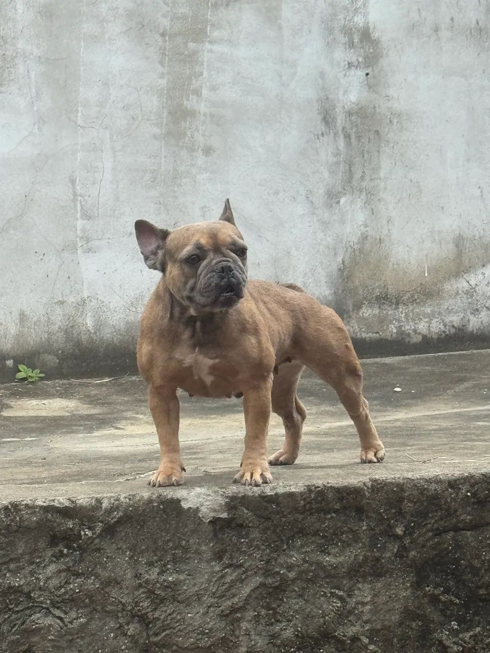 Vendo buldogue  - Foto 2