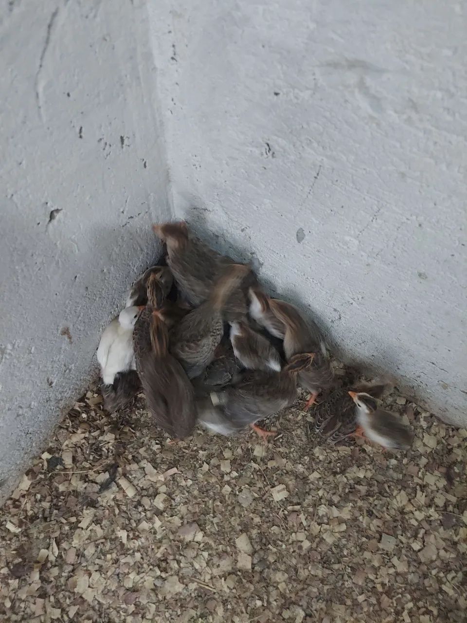 Pontinhos de saques 