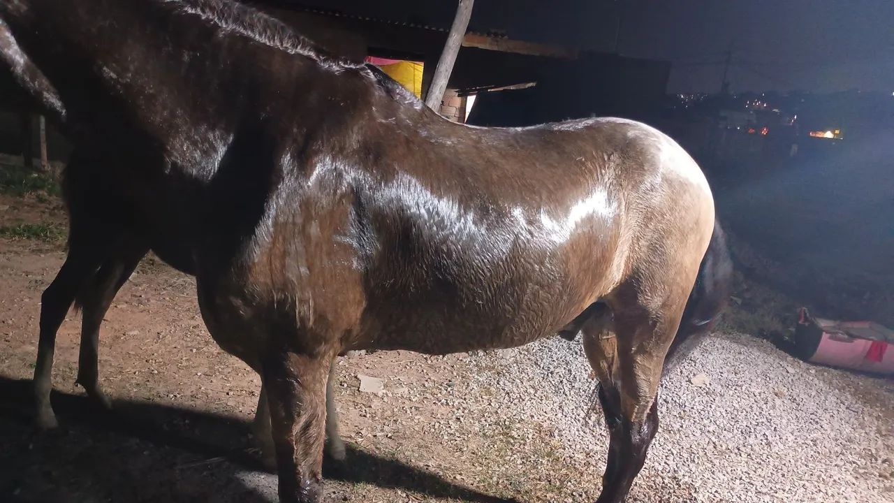 Vendo cavalo ótimo para cavalgada  - Foto 5