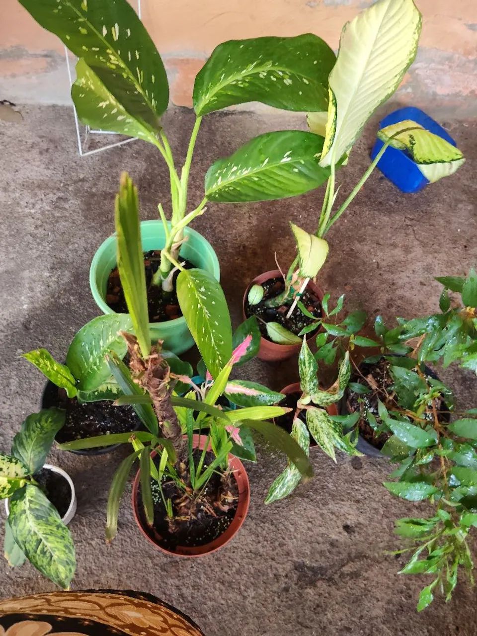 Vendo kit de plantas   - Foto 3