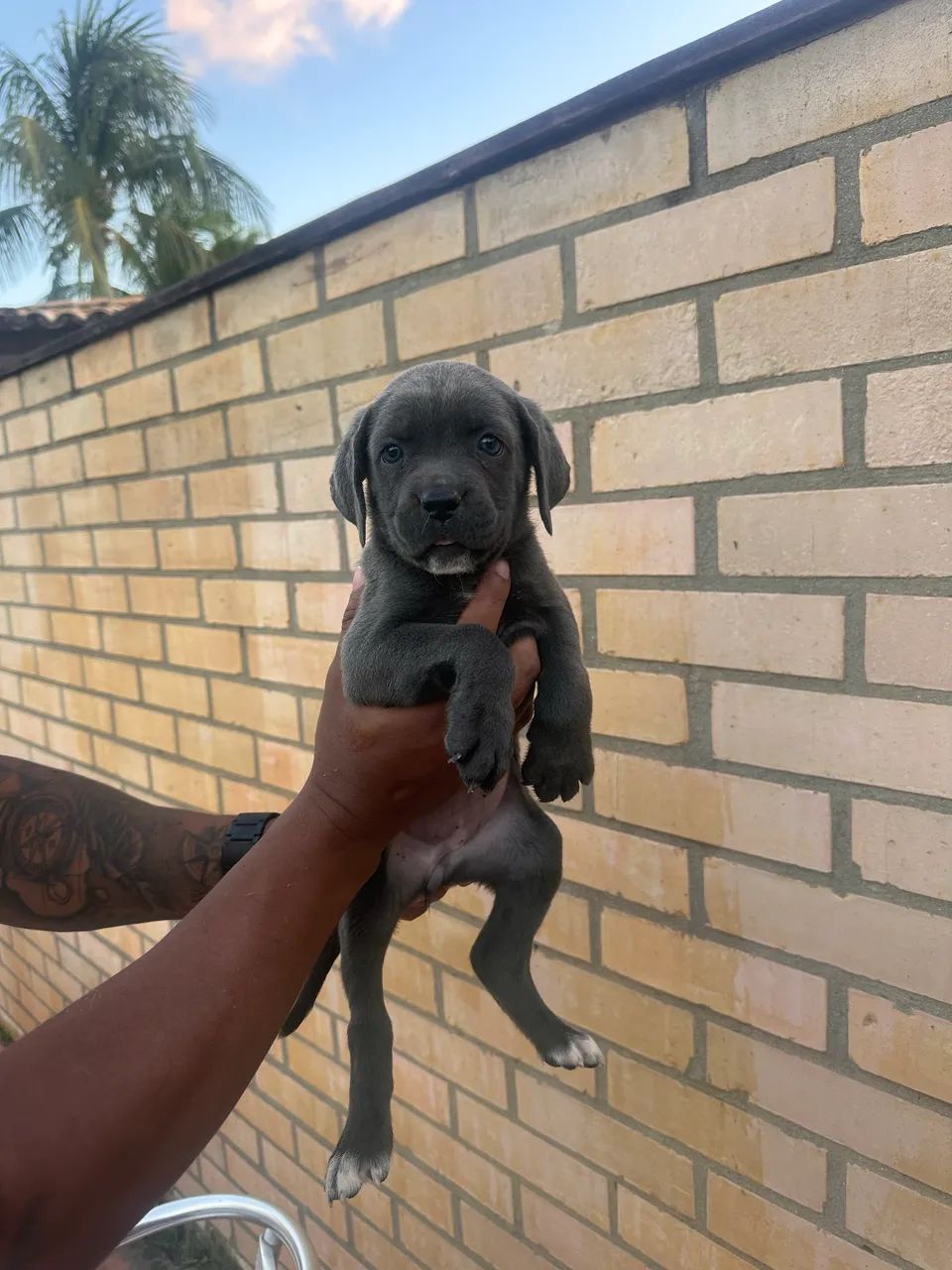 Filhotes de Cane Corso - Foto 3