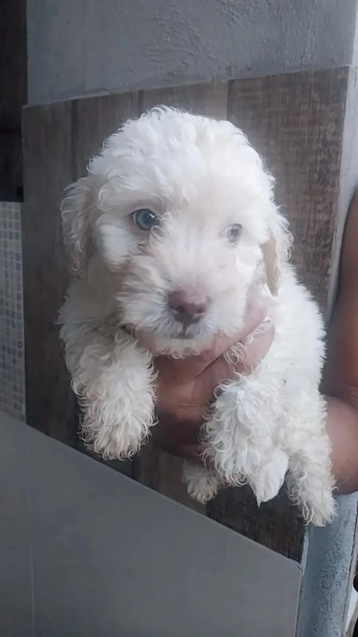 Poodle  - Foto 2