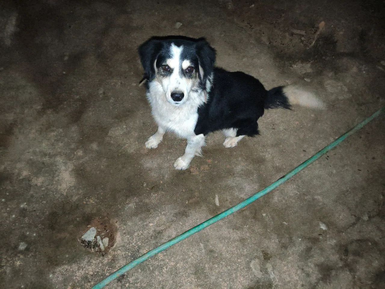 Doa-se cachorro de raça 