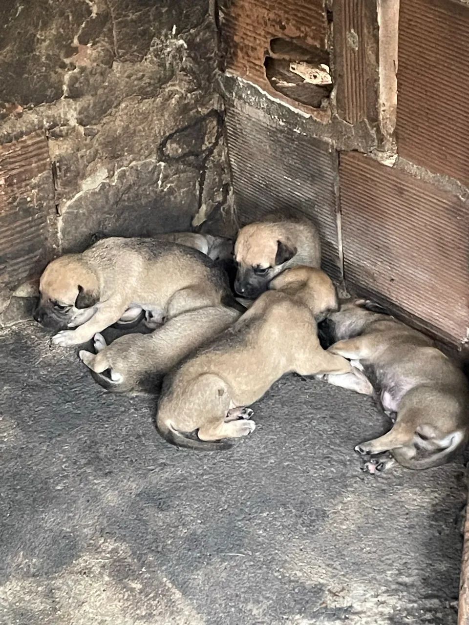 Doação  - Foto 2