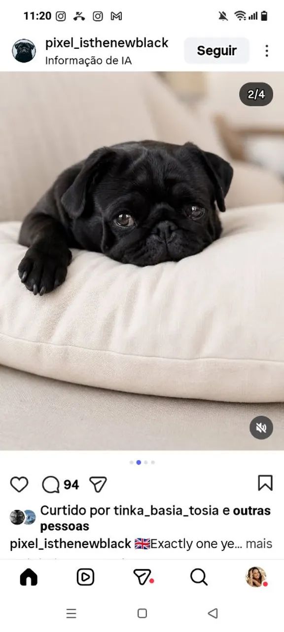Pug macho preto - Foto 4