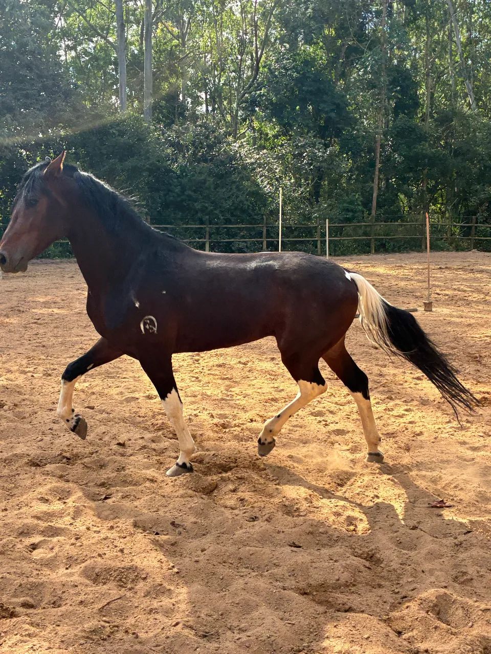 Mangalarga Paulista Pampa  - Foto 4