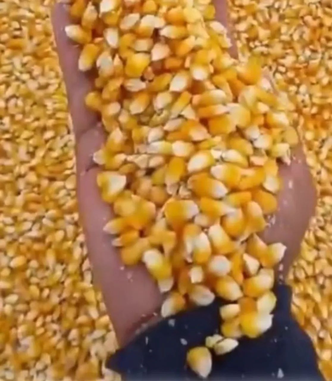 Milho ,Quirela de milho moído, Farelo de Soja direto da fazenda sem atravessadores - Foto 6