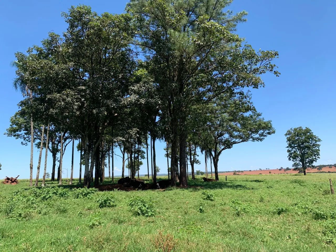 Fazenda dupla aptidão próximo Uberlândia  - Foto 4