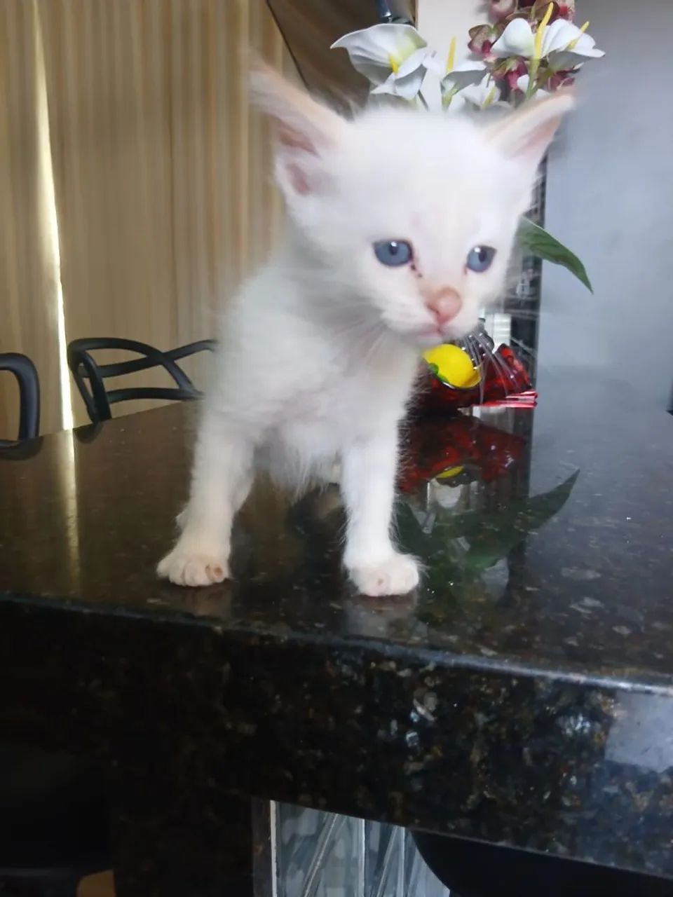 Pet - Foto 2