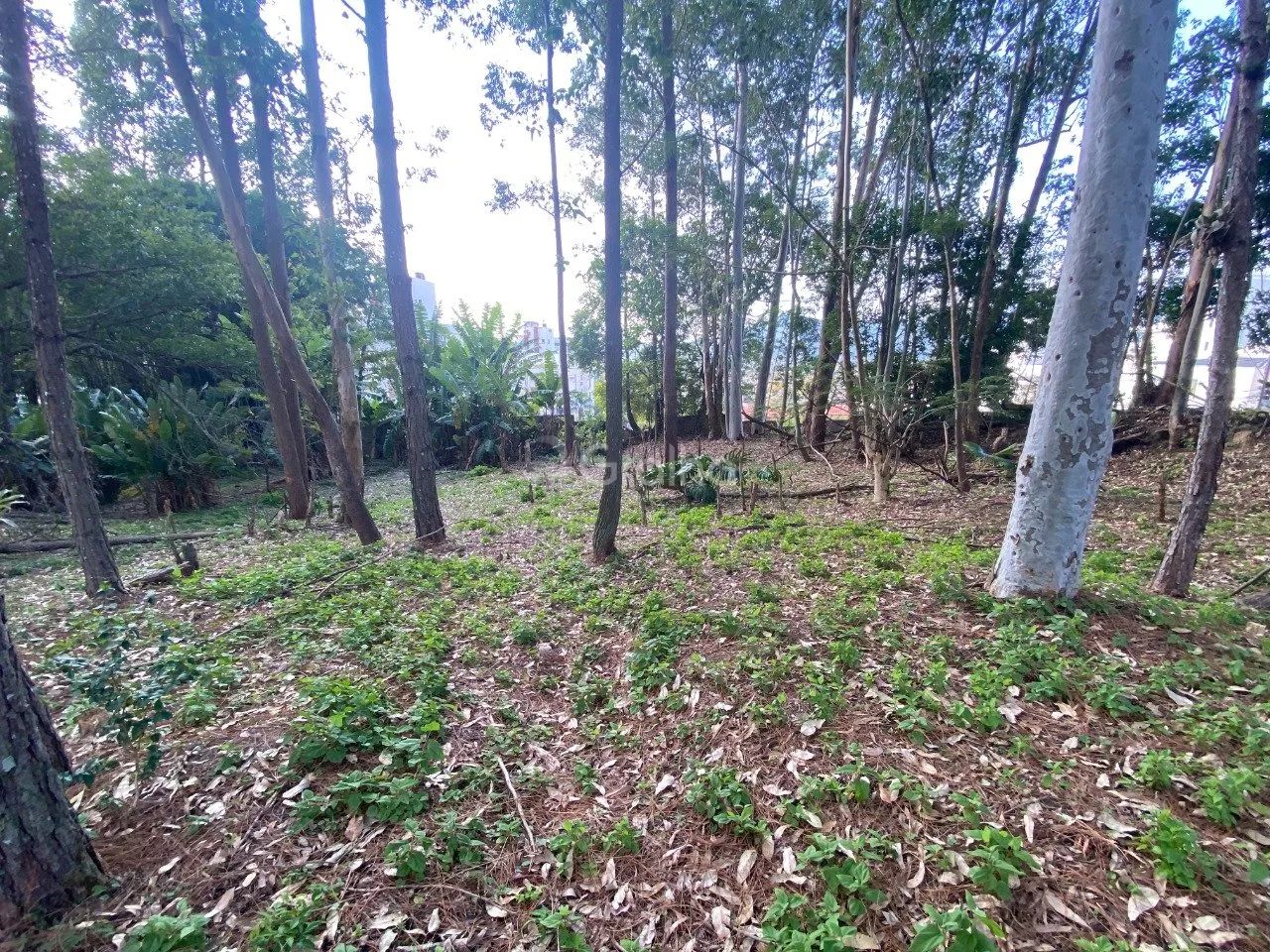 Terreno de 1.500m² no Pantanal - Foto 2