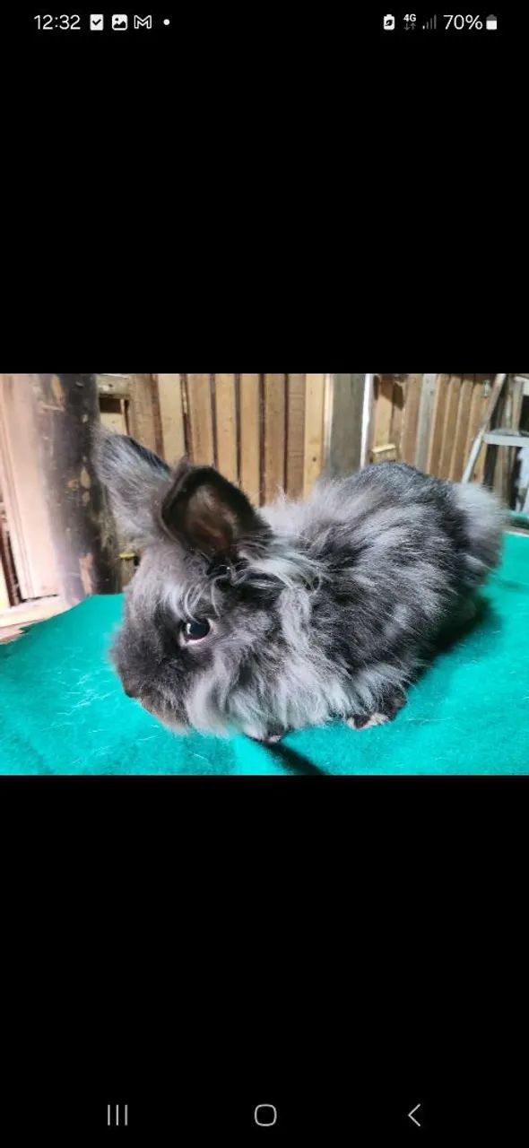 Coelhos mini e gigante  - Foto 5