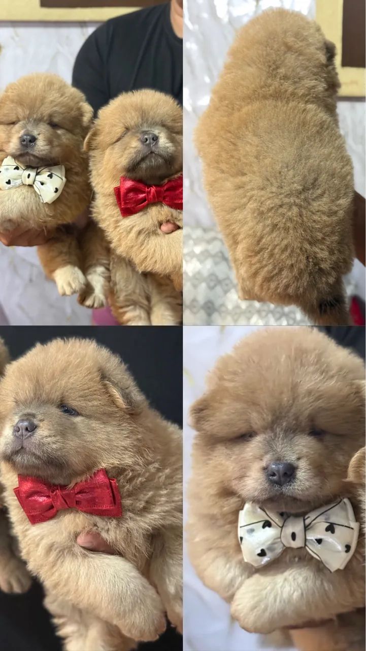 Chow chow  - Foto 2