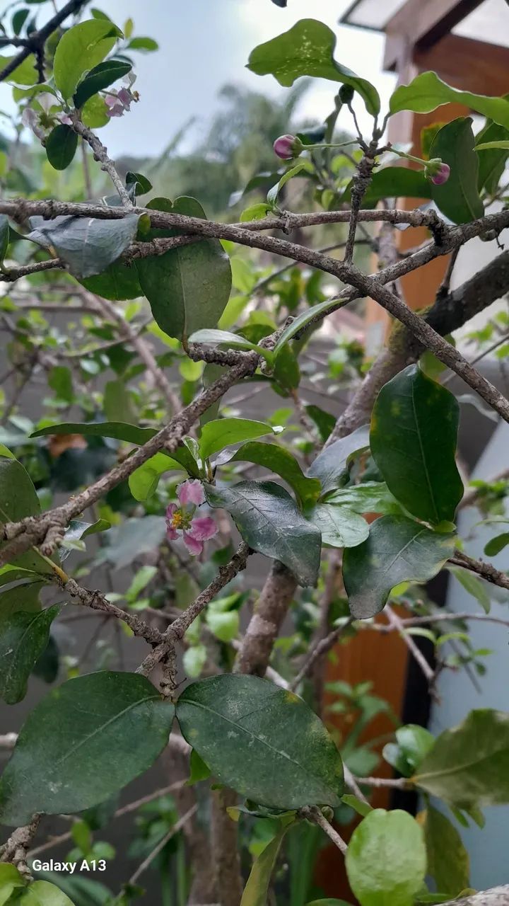 Planta acerola - Foto 5
