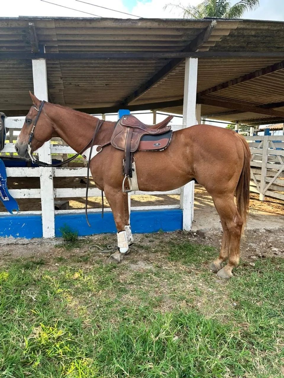 Cavalo de esquerda  - Foto 4