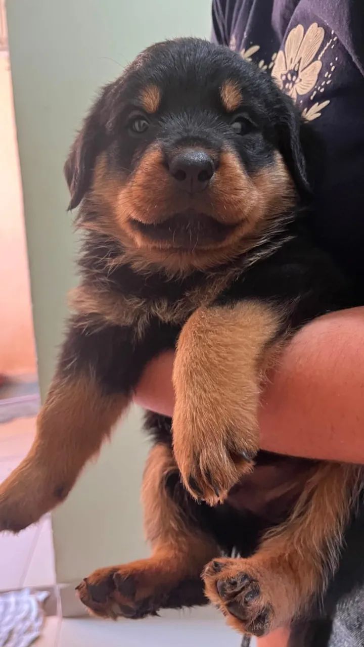 Cachorro 