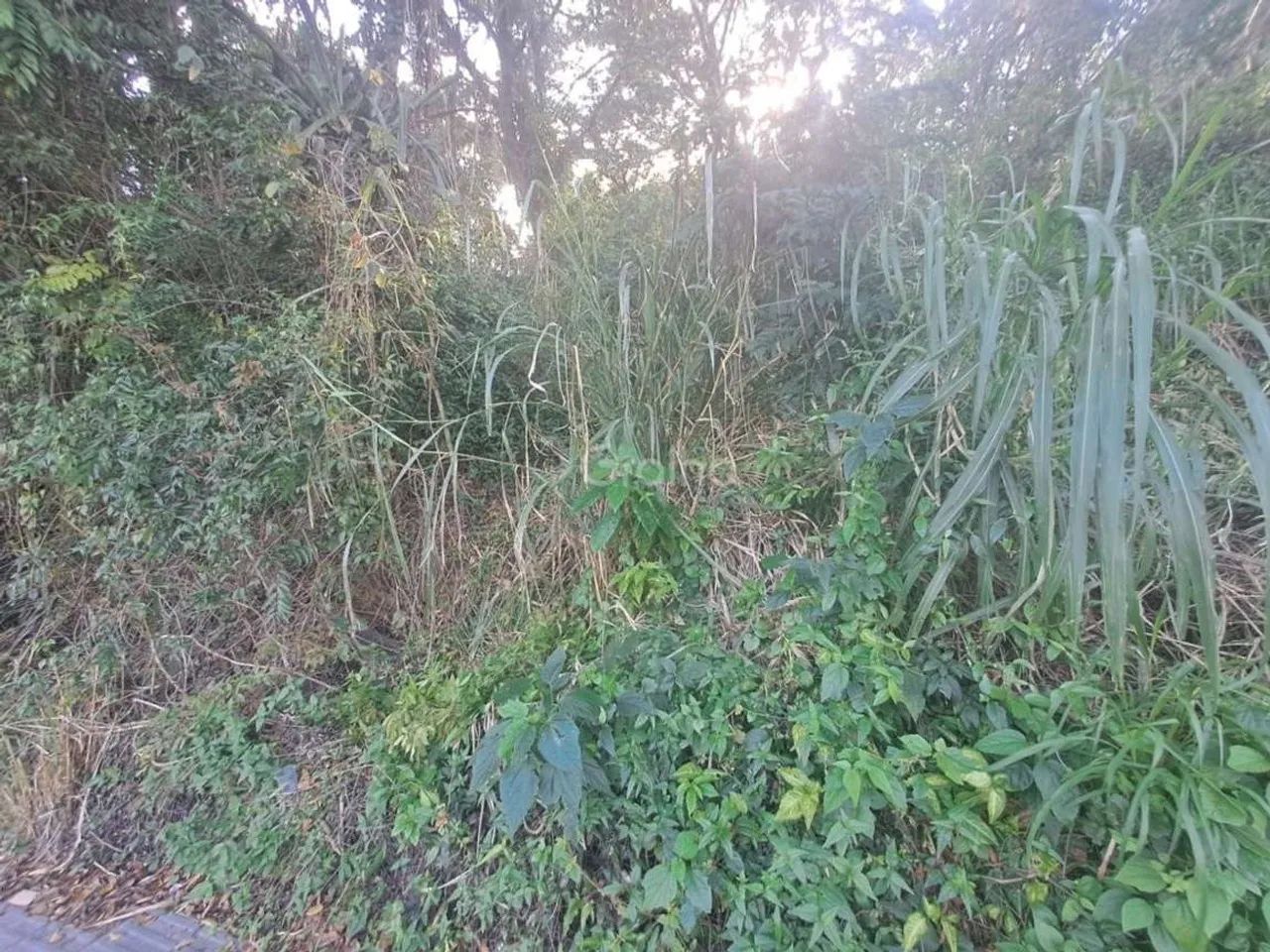 Terreno para Venda em Florianópolis, Canto da Lagoa - Foto 2
