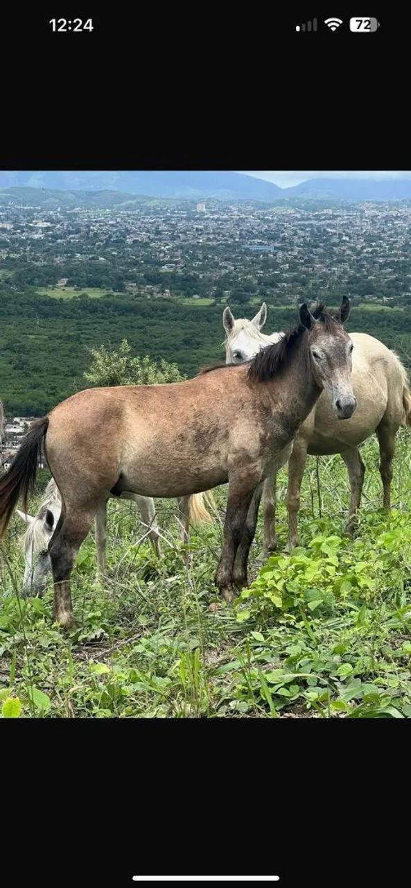 Cavalo  - Foto 3
