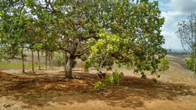 Ótima propriedade de 7.5 hectares, próximo a Lagoa de Itaenga-PE - Foto 6