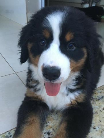 Filhotes de Bernese Mountain Dog (Fêmeas) - Foto 5