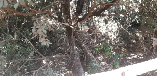 Chácara Quintas Bocaina Águas Lindas de Goias - Foto 14