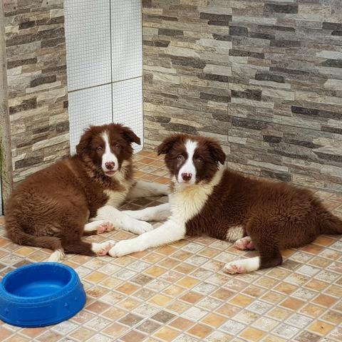 Lindos Filhotes de Border Collie